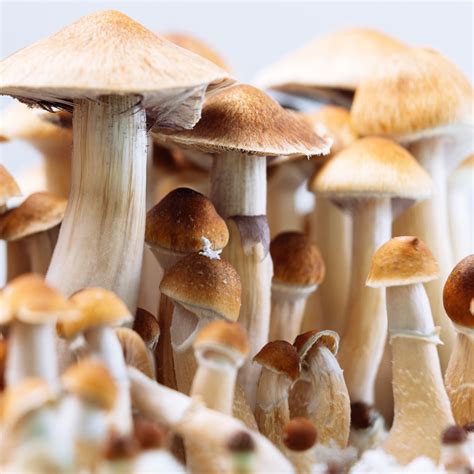 Psilocybin levels in this species were found to vary between 0. . Fiji island mushroom potency
